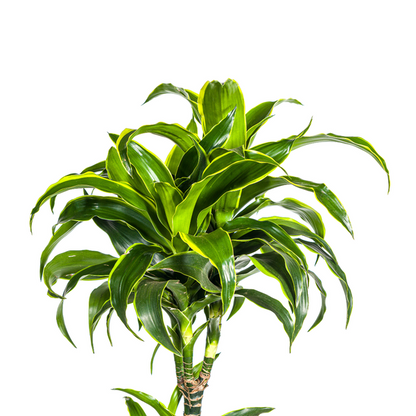 Dracaena Deremensis Dorado - Große Grüne Zimmerpflanze 180cm Ø27cm Topf