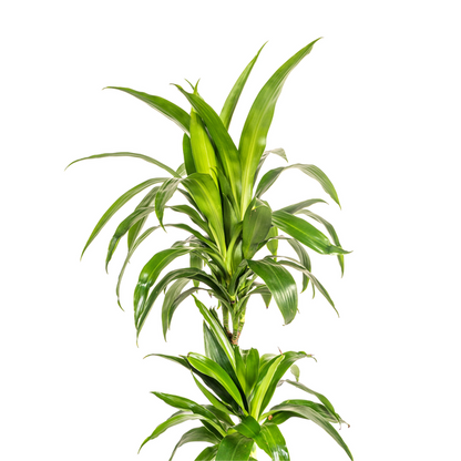 Dracaena Deremensis Lisa - Pflegeleichte Grüne Zimmerpflanze 80cm Ø19cm Topf