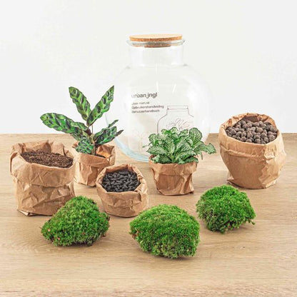 Flaschengarten H26,5cm Ø25cm Pflanzenterrarium Set Teddy Deluxe mit Calathea Fittonia + Werkzeugset 4-teilig - DIY Terrarium