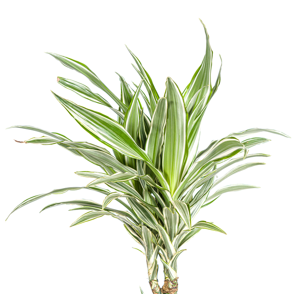 Dracaena Deremensis White Stripe - Große Grüne Zimmerpflanze 140cm Ø24cm Topf