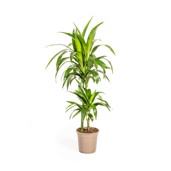 Dracaena Deremensis Lisa - Pflegeleichte Grüne Zimmerpflanze 80cm Ø19cm Topf