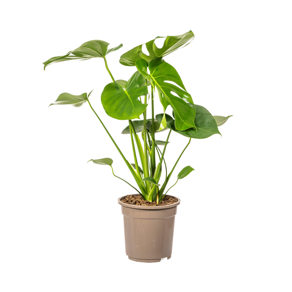 Monstera Deliciosa Tauerii - Fensterblatt Zimmerpflanze 80cm Ø19cm Topf Grüne Große Blätter