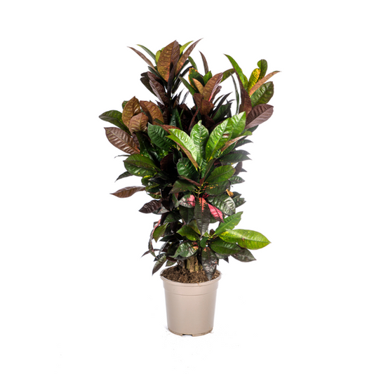 Codiaeum Croton Iceton - Bunte Zimmerpflanze 90-100cm Ø24cm Topf