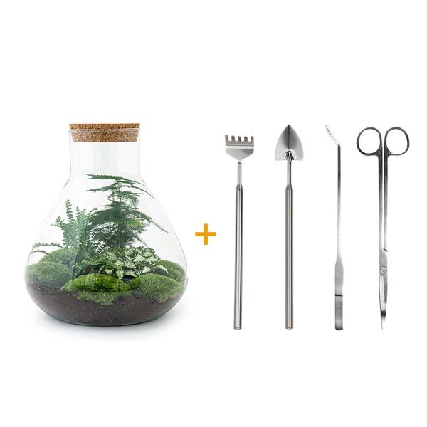 Flaschengarten H35cm Ø30cm Pflanzenterrarium Set Sam XL Deluxe mit Spargel Fittonia Farn + Werkzeugset Rechen Schaufel Pinzette Schere - DIY Terrarium