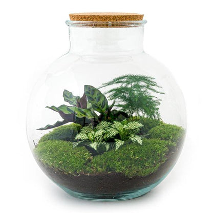 Flaschengarten H30cm Ø31cm Pflanzenterrarium Set Bolder Bob mit Calathea Fittonia Spargel + Profi Werkzeugset Rechen Schaufel - DIY Terrarium