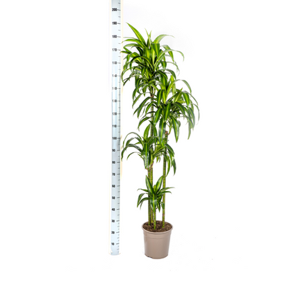 Dracaena Deremensis Hawaiian Sunshine - Große Grüne Zimmerpflanze 180cm Ø27cm Topf