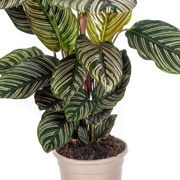 Calathea Ornata Sanderiana - Pflegeleichte Zimmerpflanze 45cm Ø17cm Topf