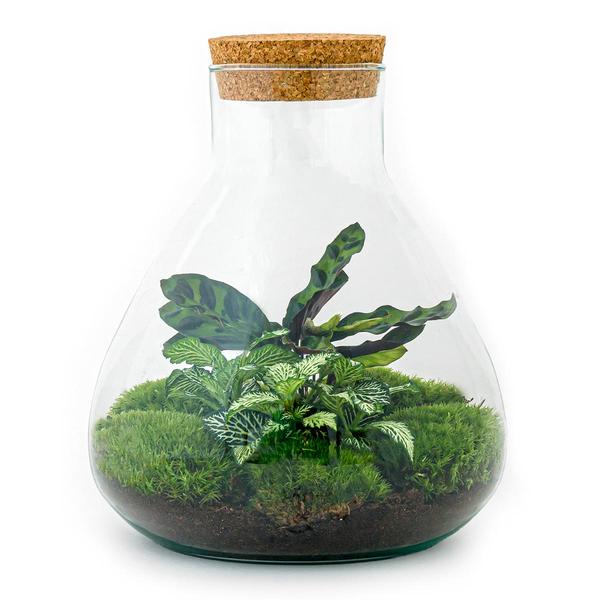 Flaschengarten 27cm Ø22,5cm Pflanzenterrarium Set Sammie mit Calathea Fittonia + Werkzeugset Rechen Schaufel - DIY Terrarium