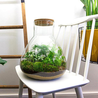 Flaschengarten 35cm Pflanzenterrarium Set Sam XL mit Spargel Fittonia Farn + Werkzeugset Rechen Schaufel Pinzette - DIY Terrarium