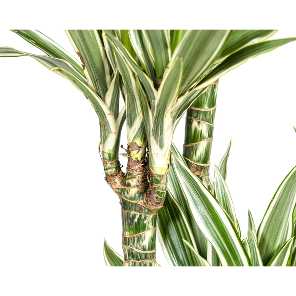 Dracaena Deremensis White Stripe - Große Grüne Zimmerpflanze 180cm Ø27cm Topf Grün Weiß