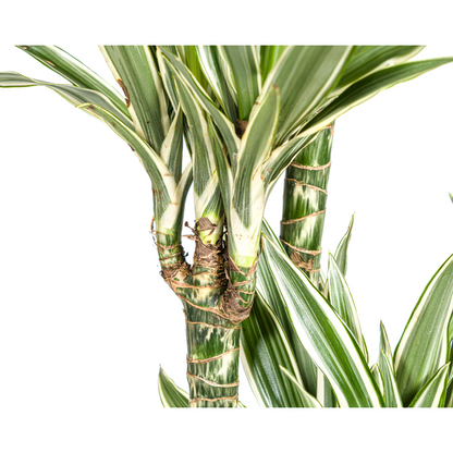 Dracaena Deremensis White Stripe - Große Grüne Zimmerpflanze 180cm Ø27cm Topf Grün Weiß