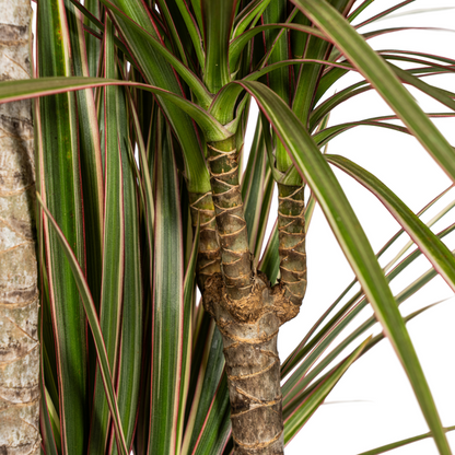 Dracaena Marginata Bicolor - Exotische Zweifarbige Zimmerpflanze 120cm Ø21cm Topf Palme