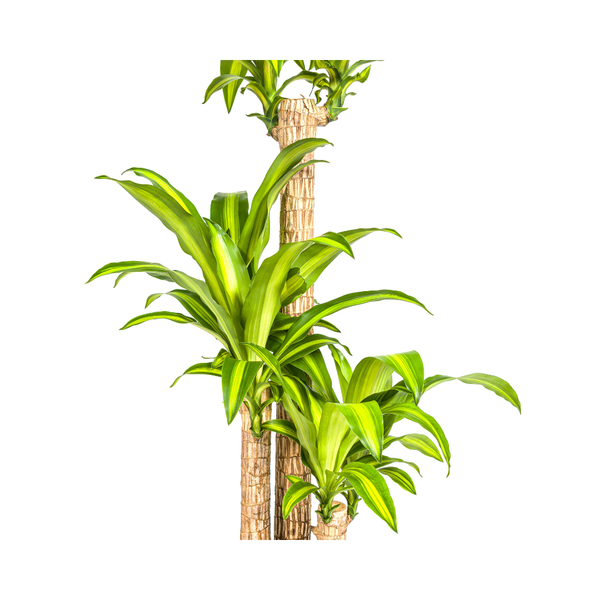 Dracaena Fragrans Massangeana - Große Zimmerpflanze 140cm Ø24cm Topf