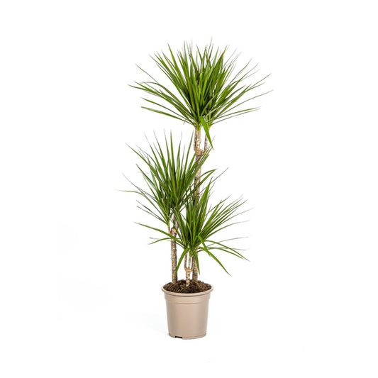 Dracaena Marginata Grün - Große Zimmerpflanze 120cm Ø21cm Topf Palme