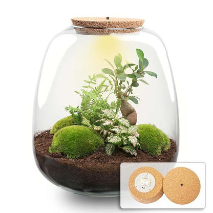 Pflanzenterrarium mit LED Licht H25cm Glas DIY Set Bonsai Deko Modern