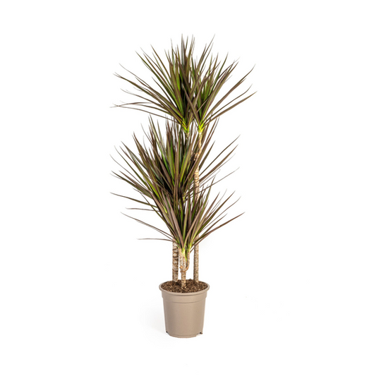 Dracaena Marginata Magenta - Exotische Zimmerpflanze 120cm Ø21cm Topf Palme Dunkel