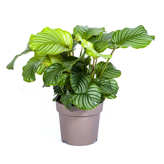 Calathea Orbifolia - Exotische Zimmerpflanze 80cm Ø27cm Topf Grüne Blätter mit Muster