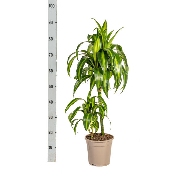 Dracaena Deremensis Hawaiian Sunshine - Tropische Grüne Zimmerpflanze 80cm Ø19cm Hellgrüne und Dunkelgrüne Blätter