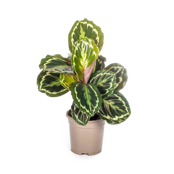 Calathea Medallion - Exotische Zimmerpflanze mit Blatt Mustern 45cm Ø17cm Topf