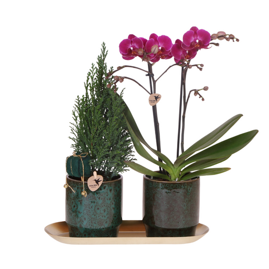 2er Pflanzen Orchideen Weihnachtsset - Phalaenopsis Orchidee Morelia und Mini-Weihnachtsbaum mit Töpfen und Dekorations Teller Platte