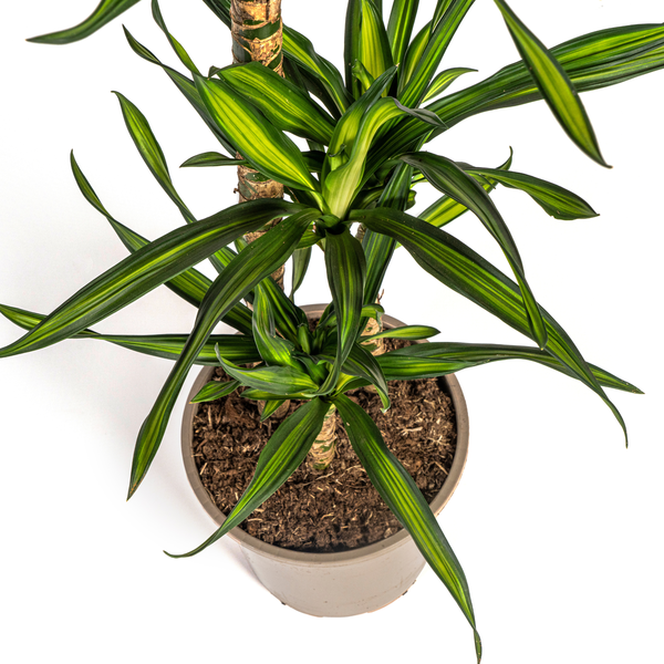 Dracaena Deremensis Rikki - Pflegeleichte Zimmerpflanze 100cm Ø21cm Topf Grüne Palme