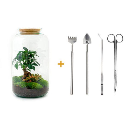 Flaschengarten H43cm Ø23cm Pflanzenterrarium Set Sven Bonsai Deluxe mit Ficus Ginseng Fittonia + Profi Werkzeugset Rechen Schaufel Pinzette Schere - DIY Terrarium