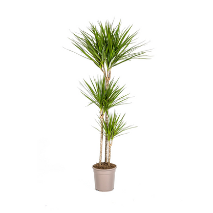 Dracaena Marginata Green - Große Zimmerpflanze 140cm Ø24cm Topf Grüne Palme