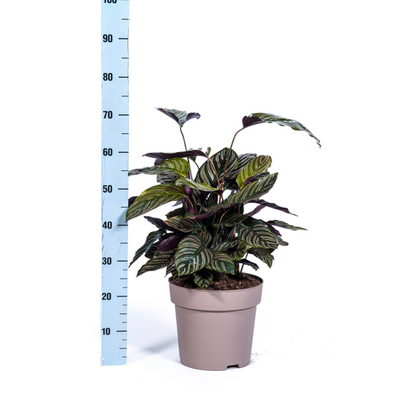 Calathea Ornata Sanderiana - Pflegeleichte Zimmerpflanze 70cm Ø27cm Topf