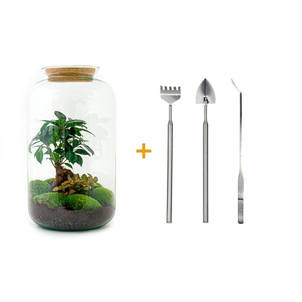 Flaschengarten H43cm Ø23cm Pflanzenterrarium Set Sven Bonsai mit Ficus Ginseng Fittonia + Profi Werkzeugset Rechen Schaufel Pinzette - DIY Terrarium