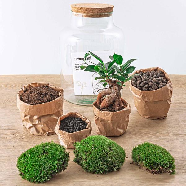 Flaschengarten H30cm Ø21cm Pflanzenterrarium Set Milky Premium mit Ficus Ginseng Bonsai + Profi Werkzeugset Rechen Schaufel Pinzette - DIY Terrarium