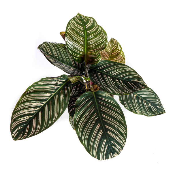 Calathea Ornata Sanderiana - Pflegeleichte Zimmerpflanze 45cm Ø17cm Topf