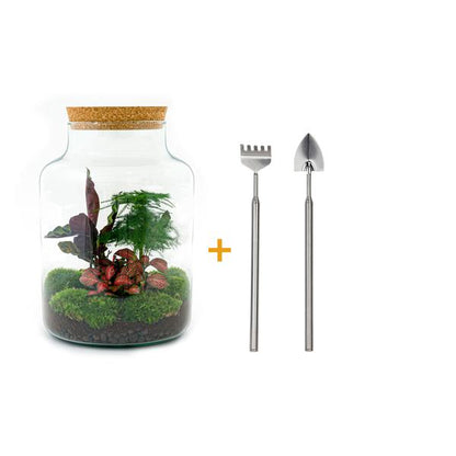 Flaschengarten H30cm Ø21cm Pflanzenterrarium Set Milky mit Calathea Fittonia Spargel + Werkzeugset Rechen Schaufel - DIY Terrarium