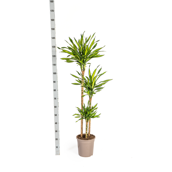 Dracaena Deremensis Rikki - Große Grüne Zimmerpflanze 140cm Ø24cm Topf - Palme