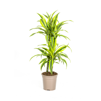 Dracaena Deremensis Lemon Lime - Pflegeleichte Zimmerpflanze 80cm Ø19cm Hellgrüne Blätter