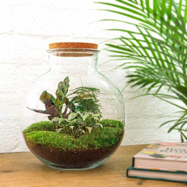 Flaschengarten H30cm Ø31cm Pflanzenterrarium Set Bolder Bob Premium mit Calathea Fittonia Spargel + Profi Werkzeugset Rechen Schaufel Pinzette - DIY Terrarium