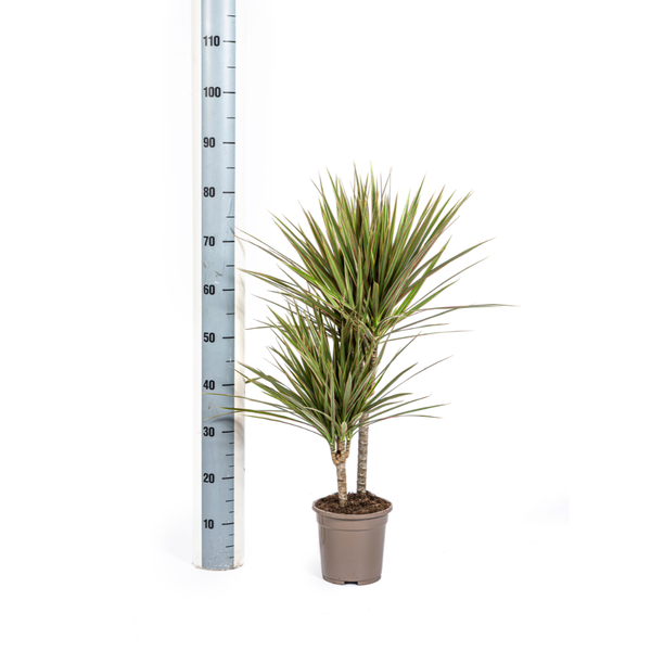 Dracaena Marginata Bicolor -  Zweifarbige Pflegeleichte Zimmerpflanze 60cm Ø17cm Topf