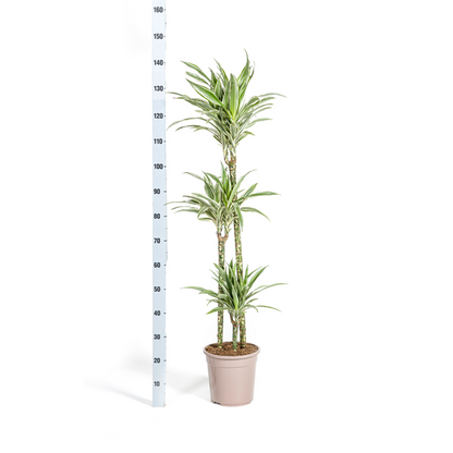 Dracaena Deremensis White Stripe - Große Grüne Zimmerpflanze 140cm Ø24cm Topf