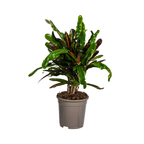 Codiaeum Croton Mamey -Grüne Bunte Zimmerpflanze 50cm Ø17cm Topf