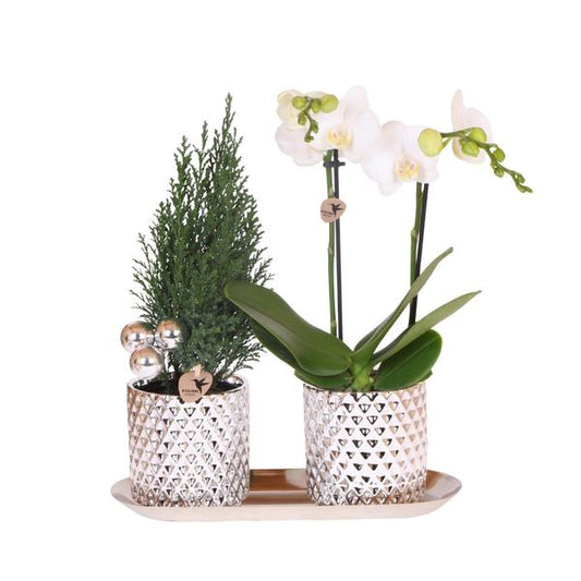 2er Pflanzenset Diamond Pearl Töpfe Weihnachten Silber | Phalaenopsis Orchidee Amabilis + Mini-Weihnachtsbaum inkl. Keramiktöpfe auf Deko-Tablett