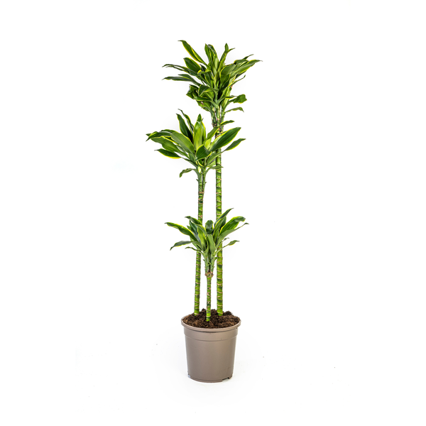 Dracaena Fragrans Golden Coast - Große Zimmerpflanze 140cm Ø24cm Topf