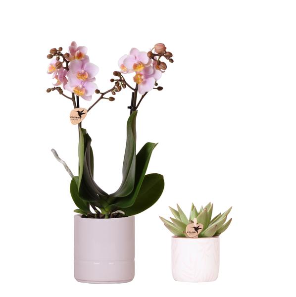 Orchideen Set Phalaenopsis Rosa H45cm mit Sukkulente Keramiktopf Pastell 2er Set Pflanzen