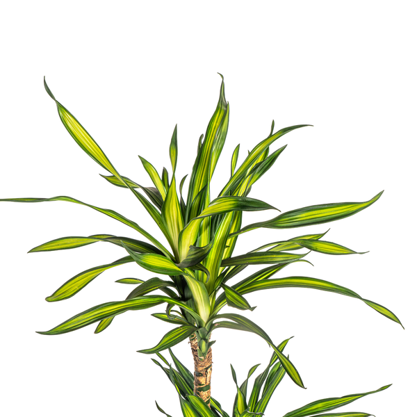 Dracaena Deremensis Rikki - Pflegeleichte Zimmerpflanze 100cm Ø21cm Topf Grüne Palme