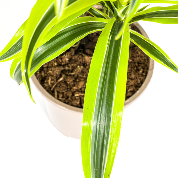 Dracaena Deremensis Lemon Lime - Pflegeleichte Zimmerpflanze 80cm Ø19cm Hellgrüne Blätter