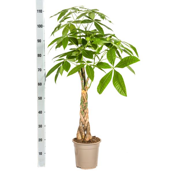 Pachira Aquatica - Geldbaum Zimmerpflanze 100cm Ø21cm Topf Grün