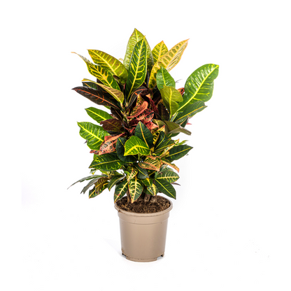 Codiaeum Croton Petra Zimmerpflanze - Bunte Blätter Ø17cm / 50cm Höhe - Lederartige Blätter