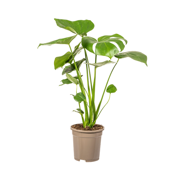 Monstera Deliciosa Tauerii - Fensterblatt Zimmerpflanze 60cm Ø17cm Topf Grüne Pflanze mit Großen Blättern