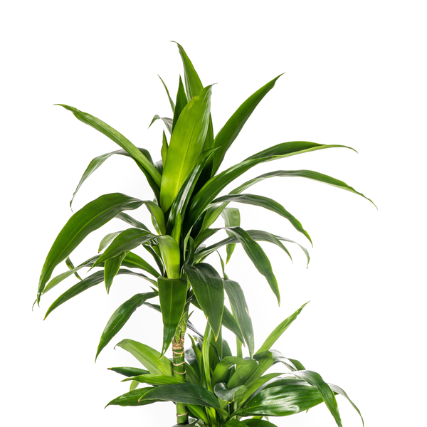 Dracaena Deremensis Lisa - Große Grüne Zimmerpflanze 140cm Ø24cm Topf