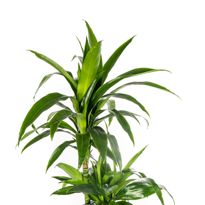 Dracaena Deremensis Lisa - Große Grüne Zimmerpflanze 140cm Ø24cm Topf