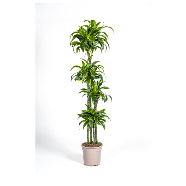 Dracaena Deremensis Dorado - Große Grüne Zimmerpflanze 180cm Ø27cm Topf