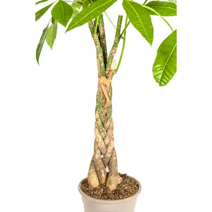 Pachira Aquatica - Geldbaum Zimmerpflanze 100cm Ø21cm Topf Grün